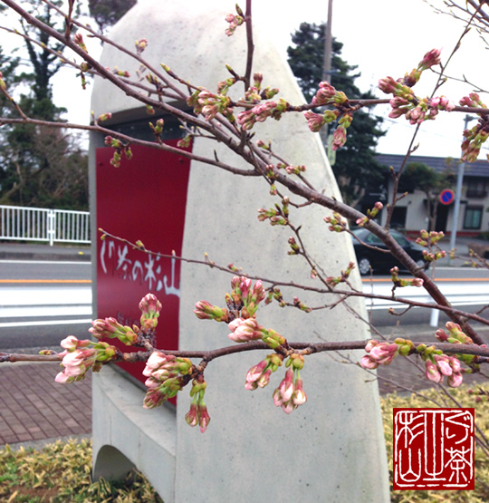 伊豆高原 2013年 桜