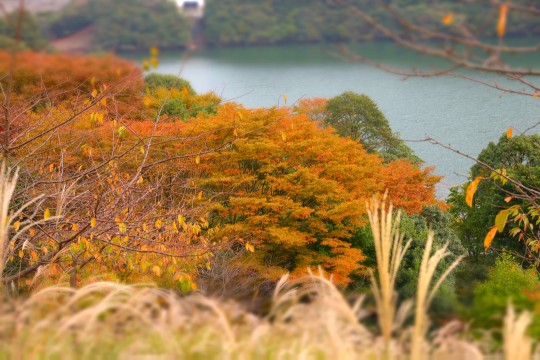 伊豆・伊東市の松川湖の紅葉