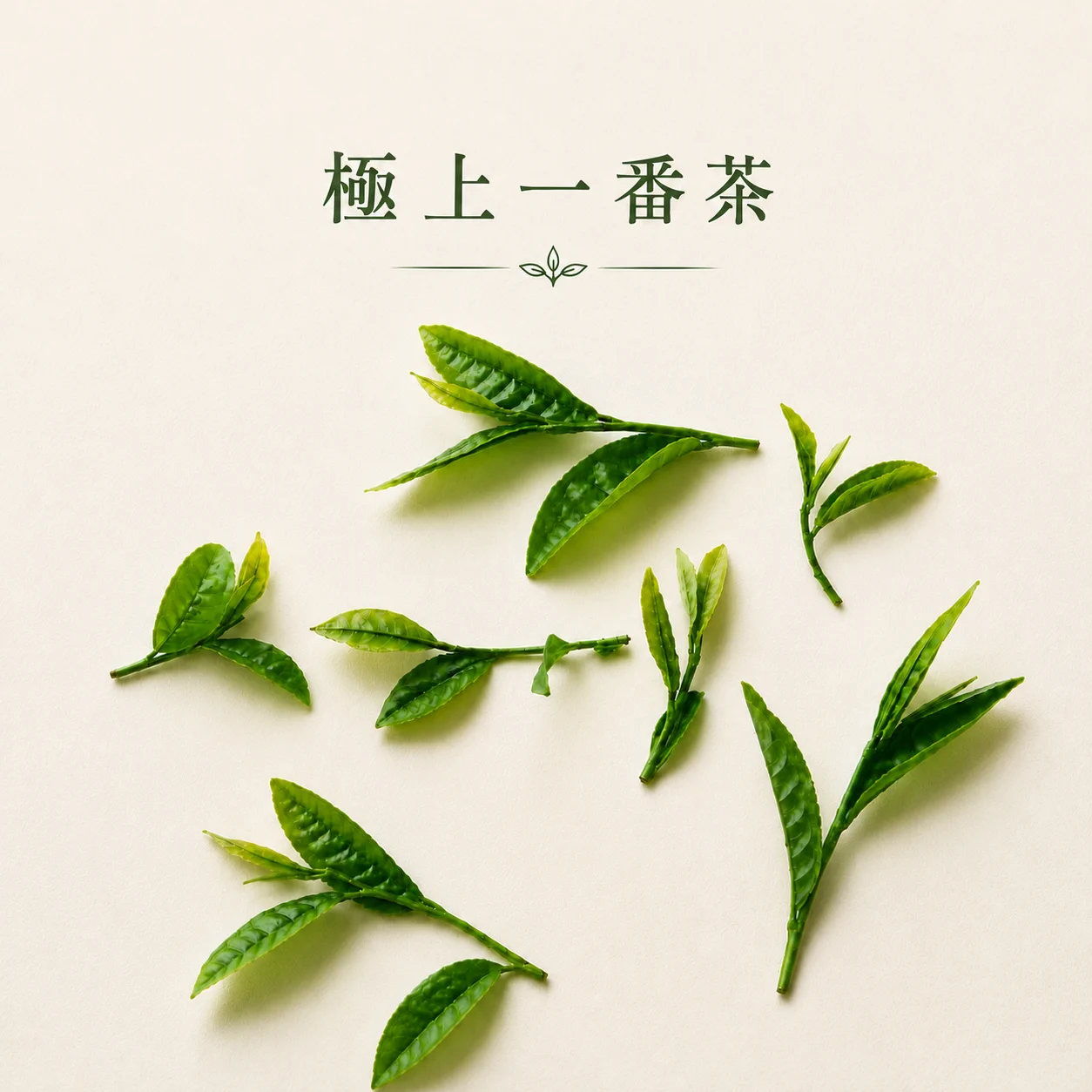 春摘み一番茶