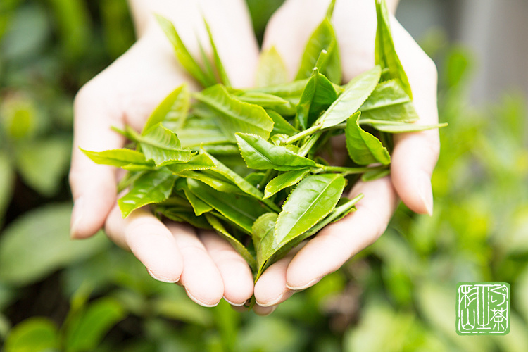 お茶の新芽