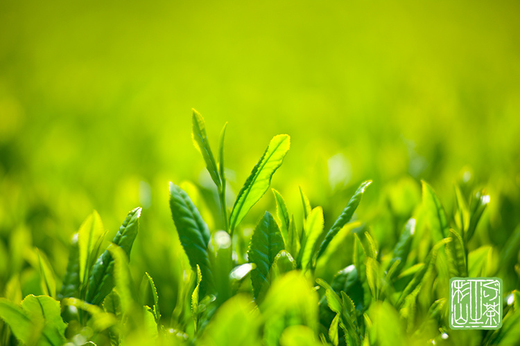 新緑のお茶の茶畑