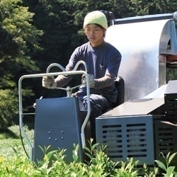 沼津のぐり茶生産農家