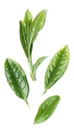 お茶の生葉