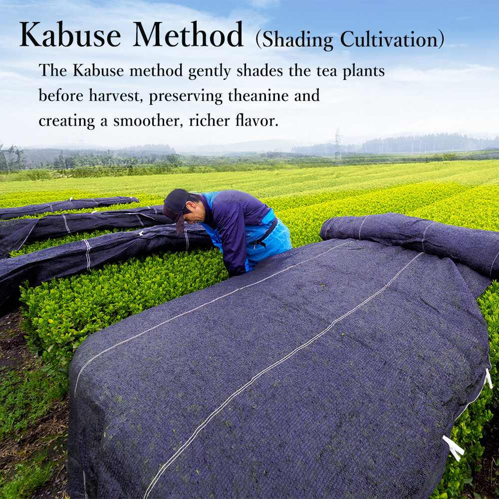image-kabuse-en.jpg