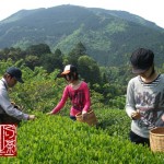 手摘み 新茶 伊久美