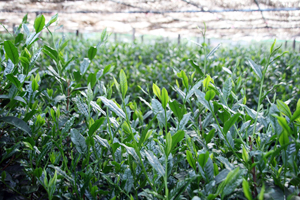 玉露 茶園