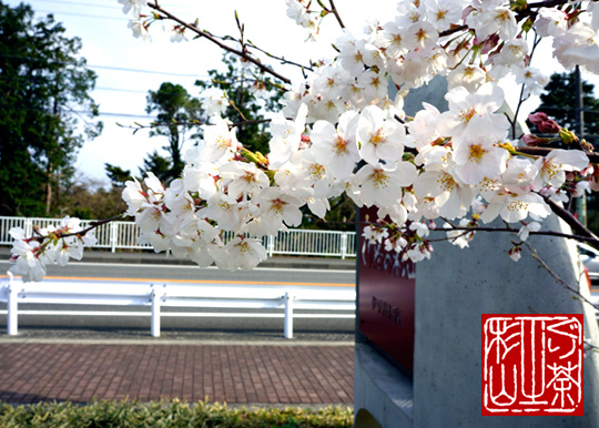 sakura-izukogen2013-2