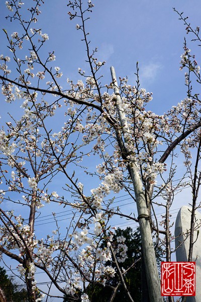 sakura-izukogen2013-3