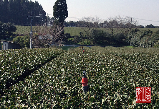 茶園のスプリンクラー