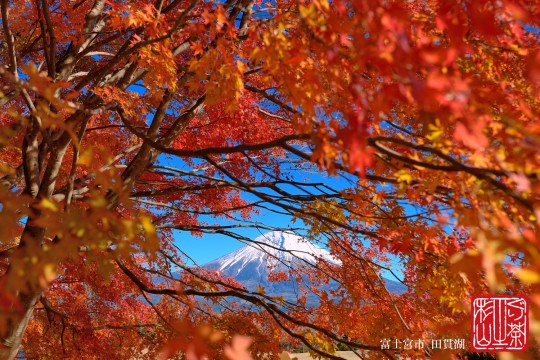 紅葉 富士山 田貫湖