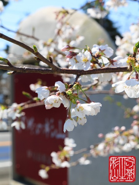 伊豆高原 桜 店舗