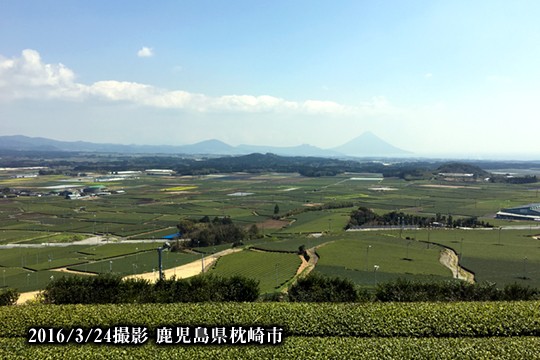 枕崎 鹿児島茶