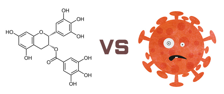 新型コロナウイルス対お茶のカテキン