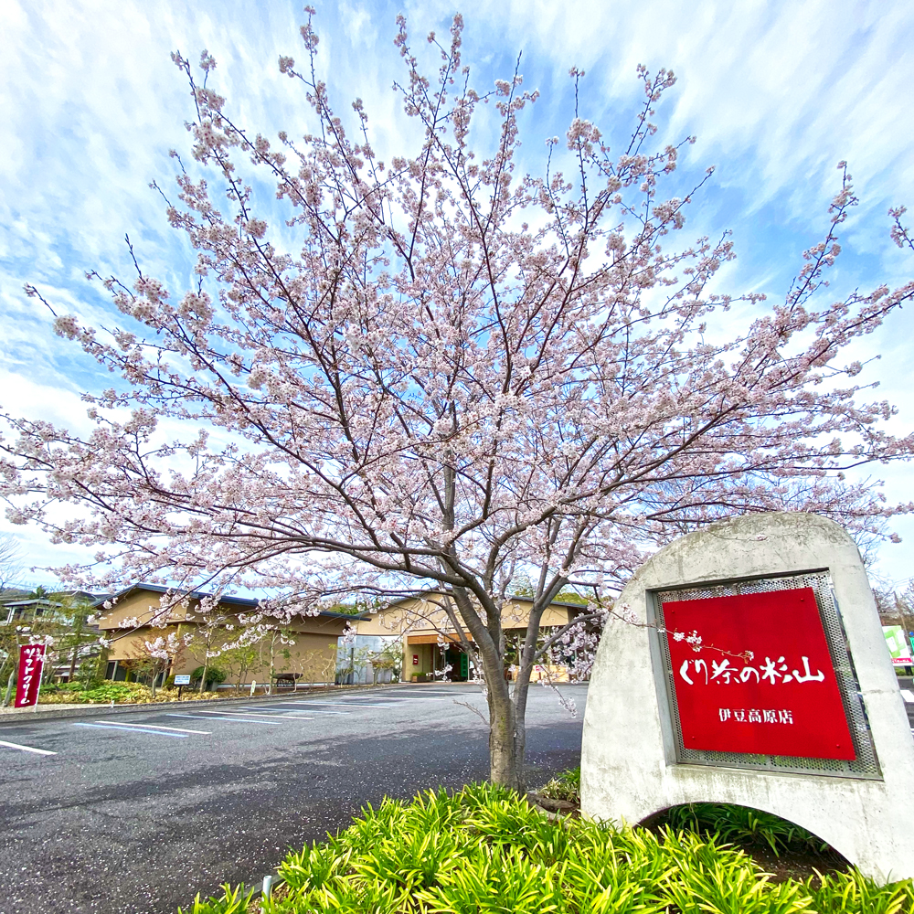 伊豆高原の桜