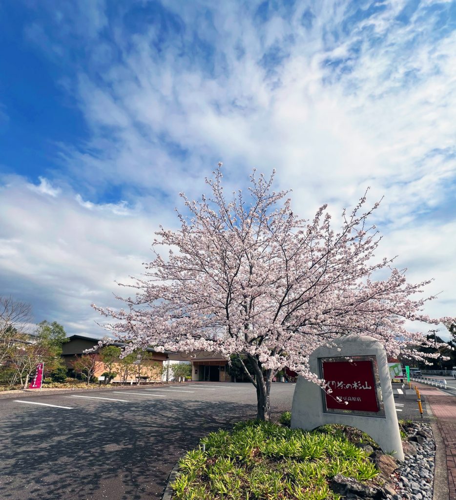 伊豆高原の桜