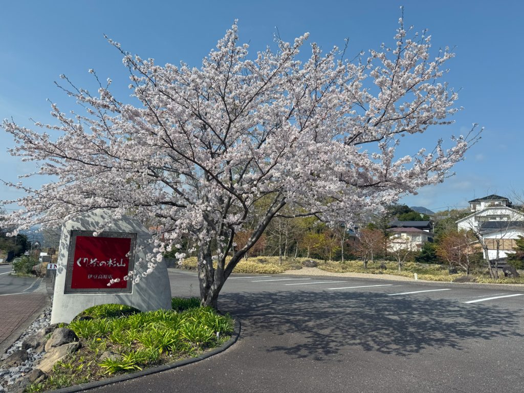 伊豆高原の桜 染吉野 1