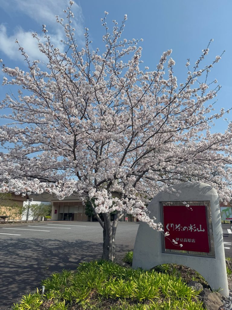 伊豆高原の桜 染吉野 2