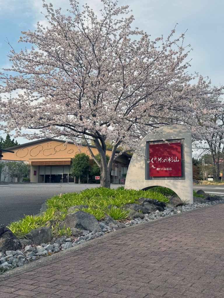 伊豆高原の桜 染吉野 3
