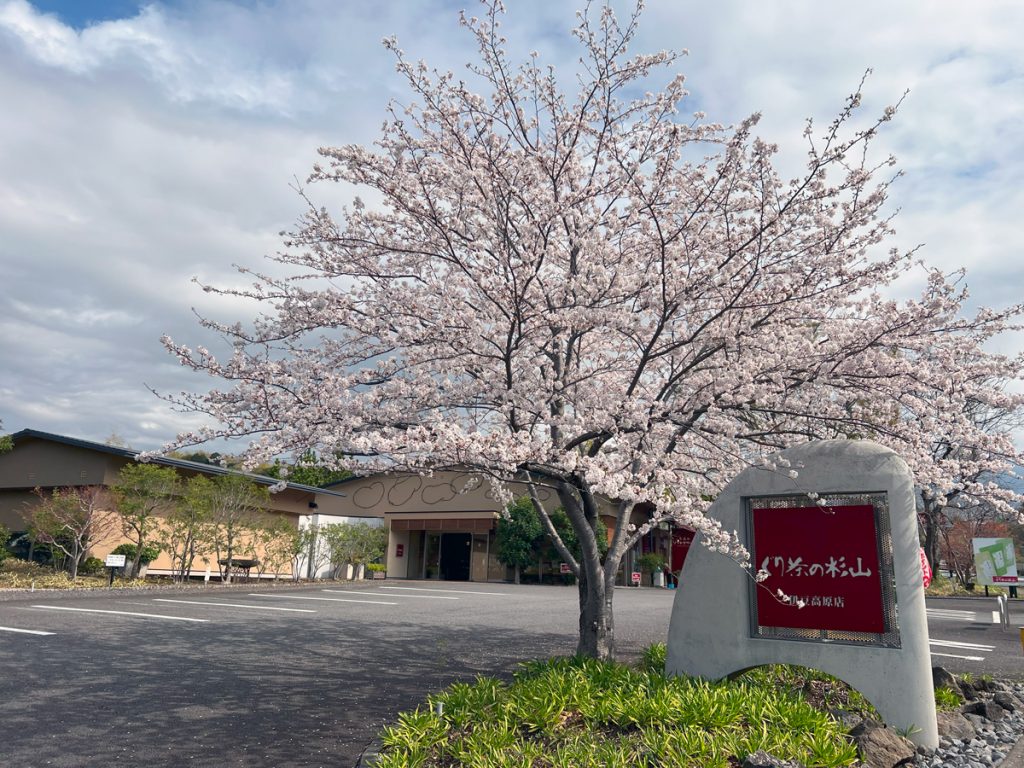 伊豆高原の桜 染吉野 4