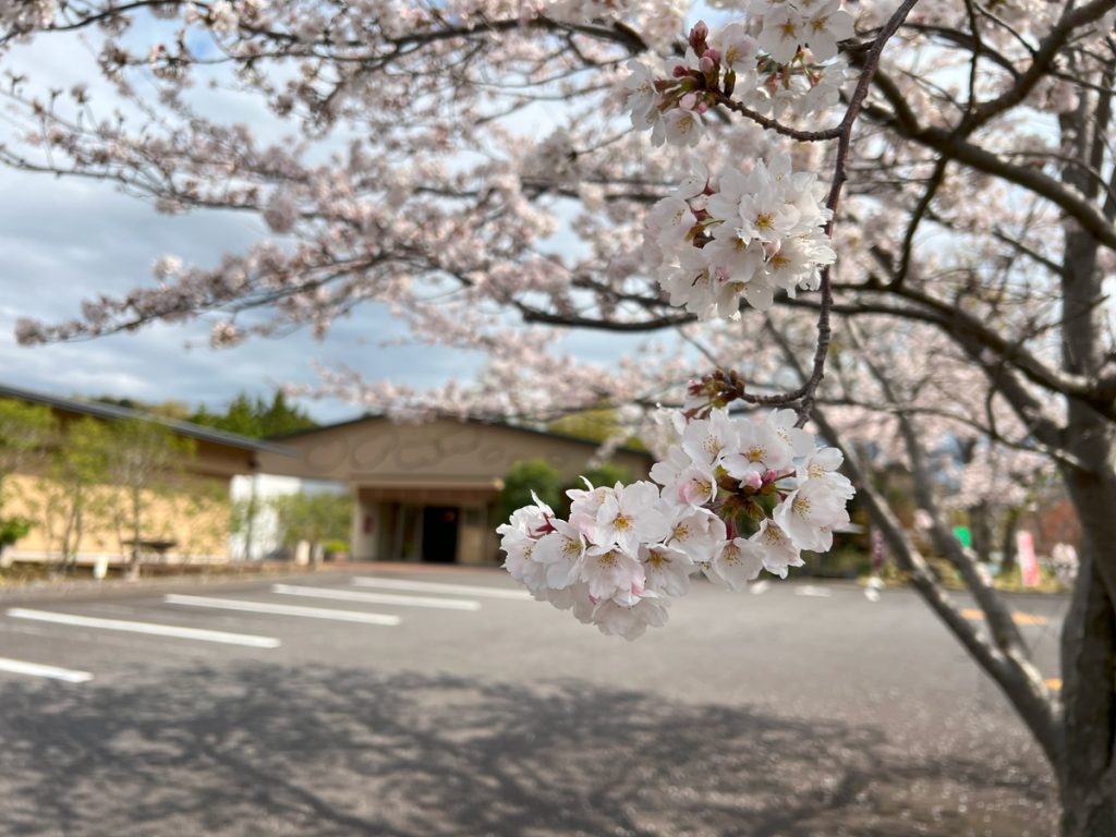 伊豆高原の桜 染吉野 5