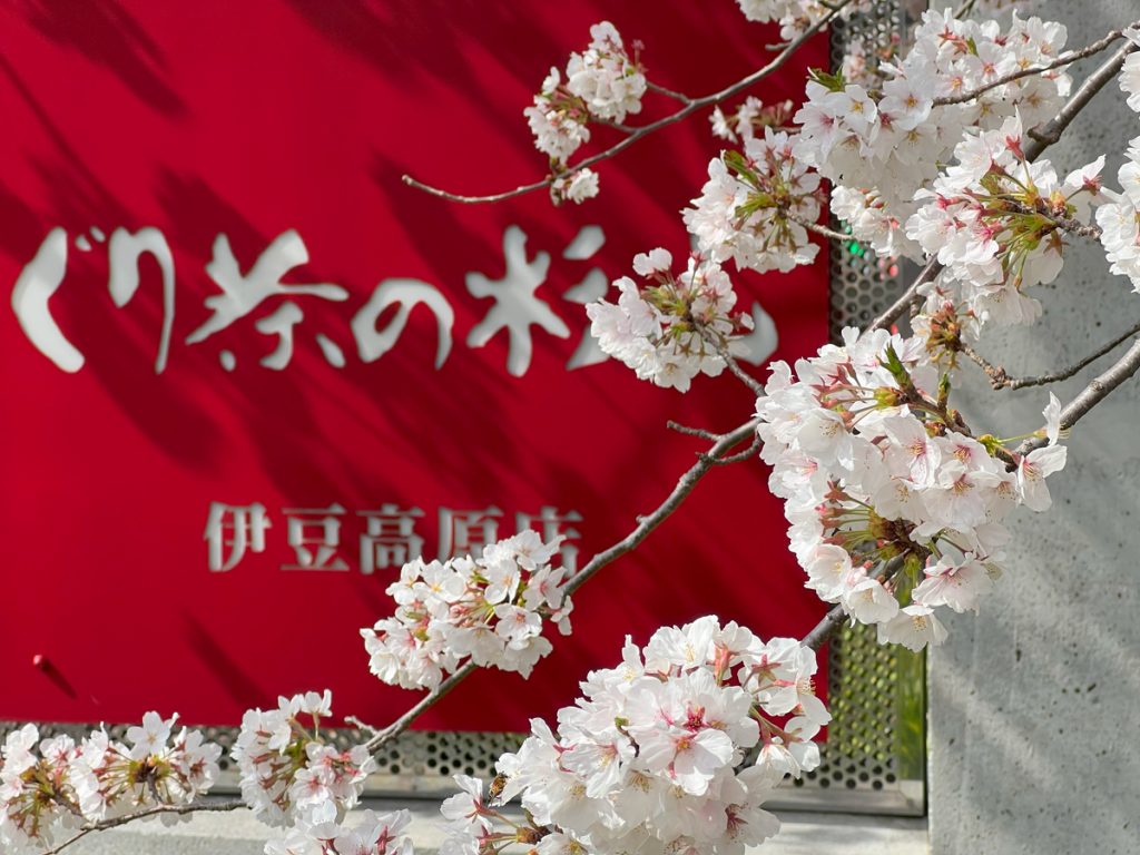 伊豆高原の桜 染吉野 6