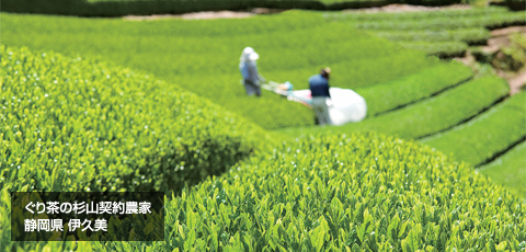 ぐり茶の杉山契約農家 静岡県 伊久美
