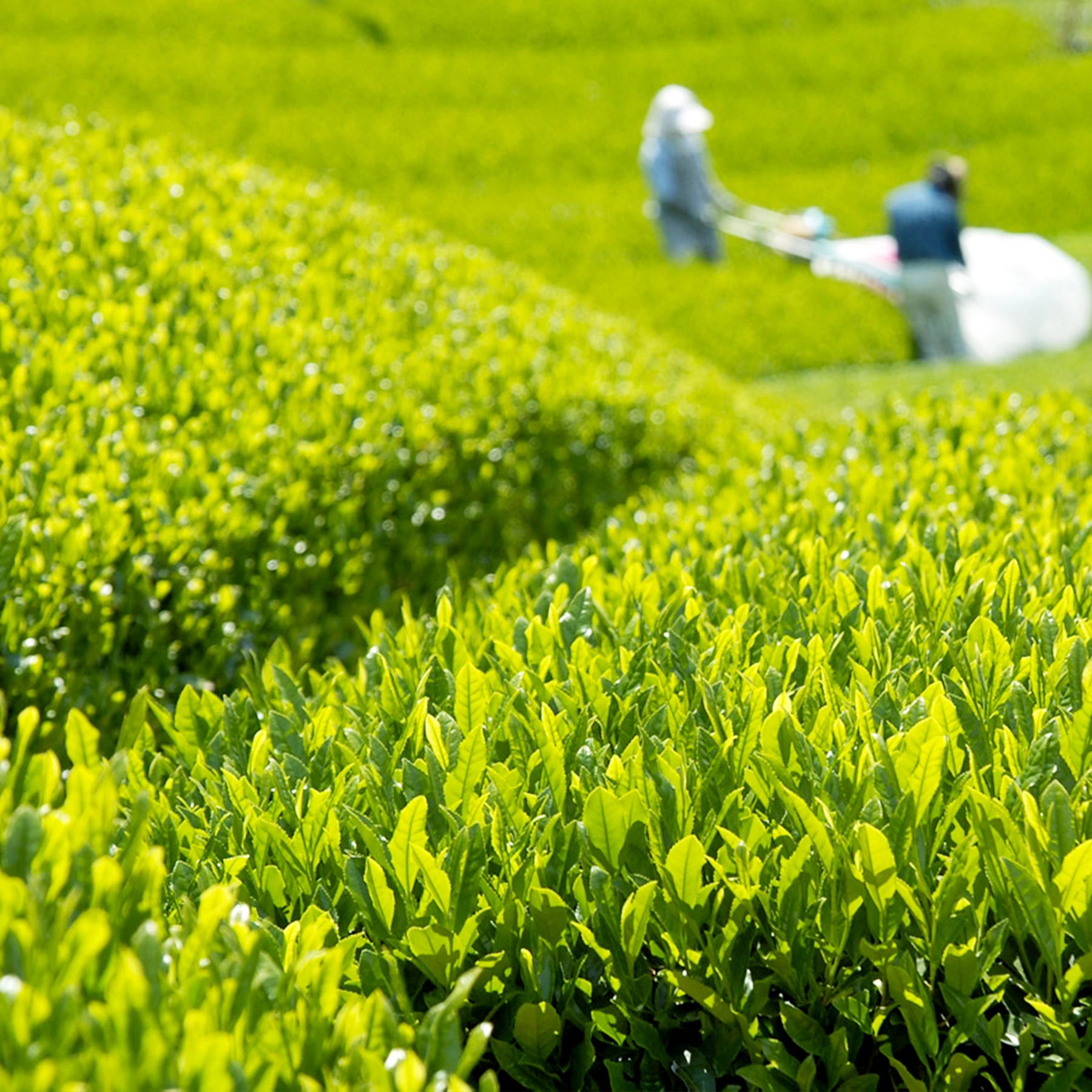 新緑の茶畑でお茶を摘む風景