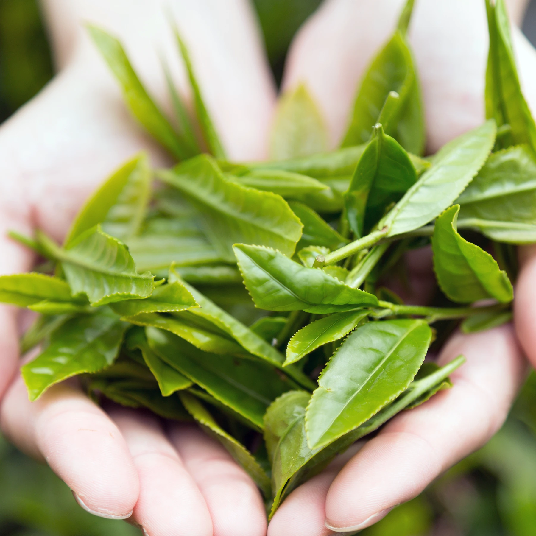両手にのせた摘みたてのお茶の葉
