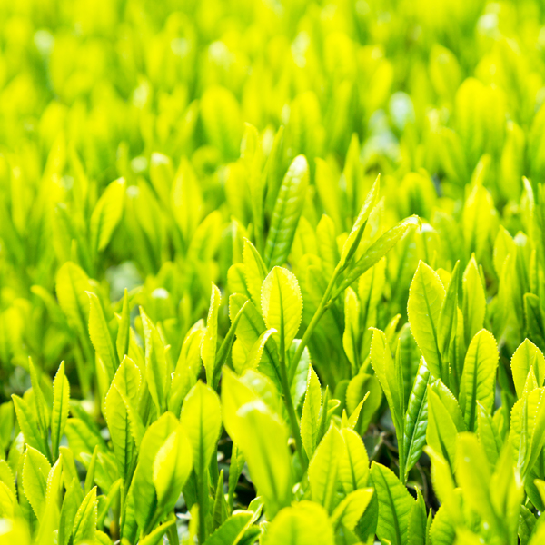 お茶畑から新茶をお取り寄せ